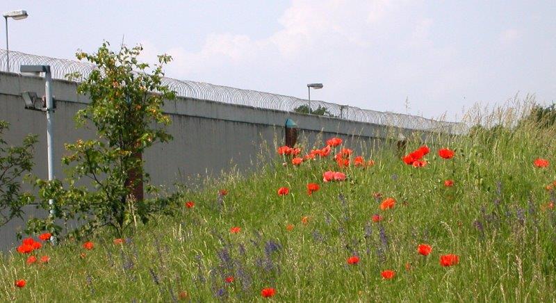 Blühender Mohn vor der Gefängnismauer in Uelzen. 